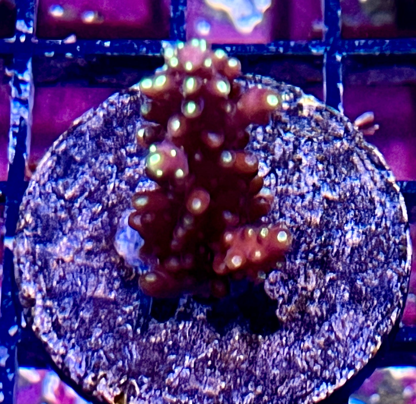 Acropora Frag