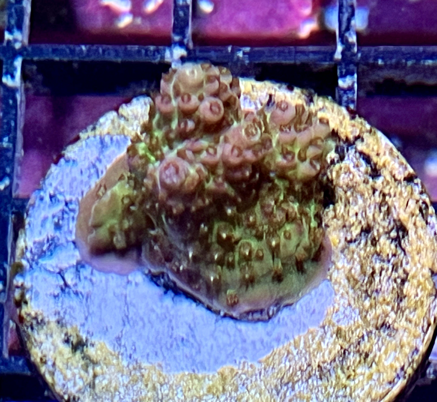 Acropora Frag