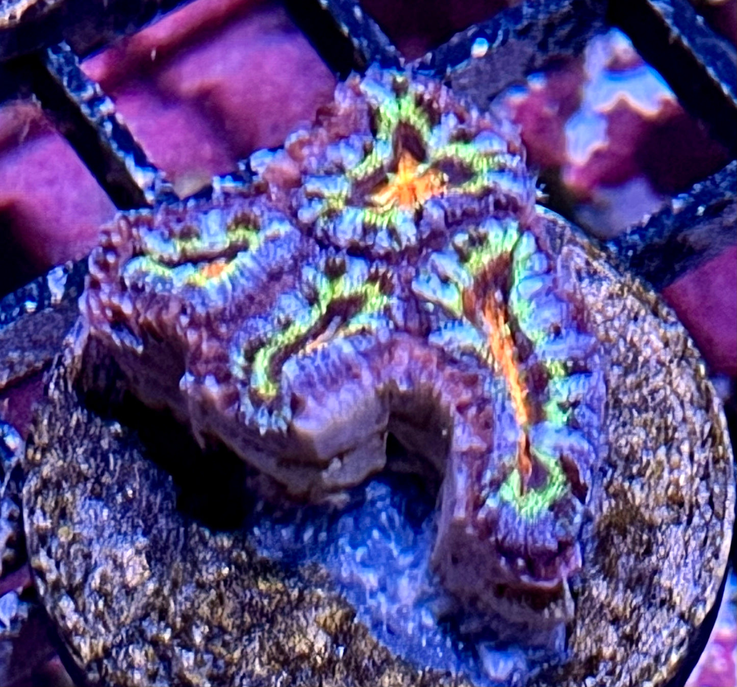 Aussie Rainbow Acan Lord