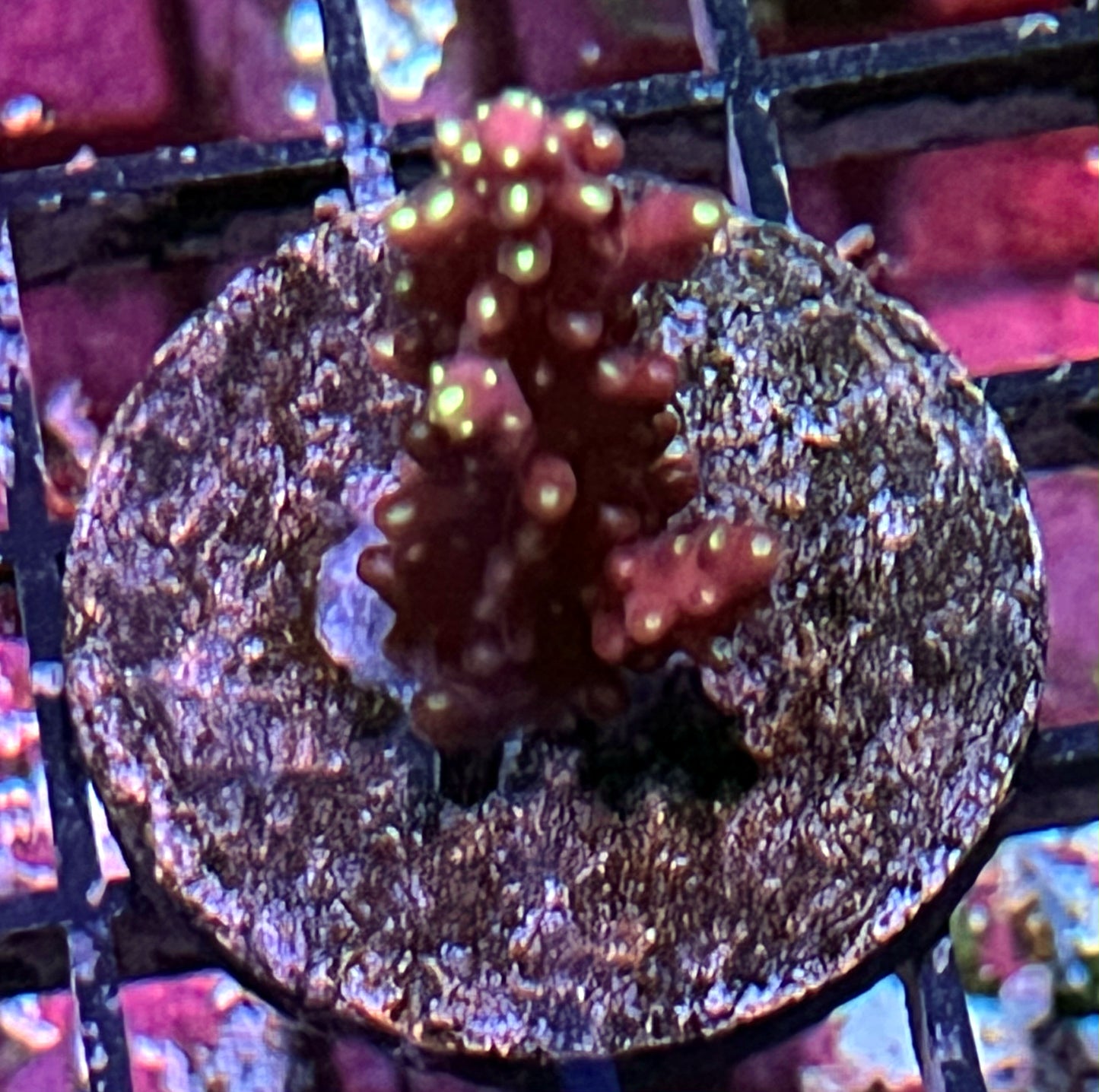 Acropora Frag