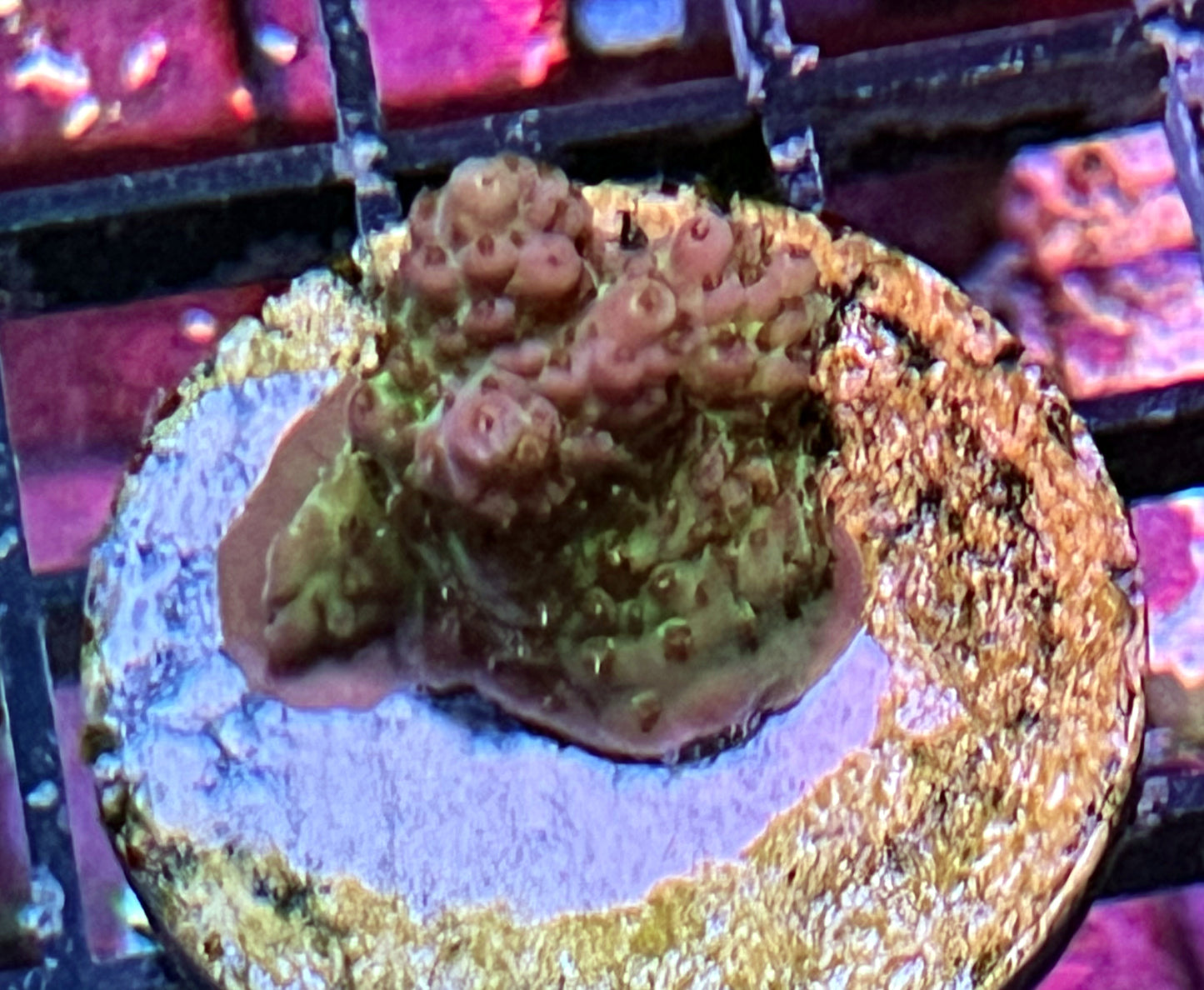 Acropora Frag