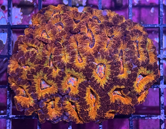 Aussie Rainbow Acan Lord Colony