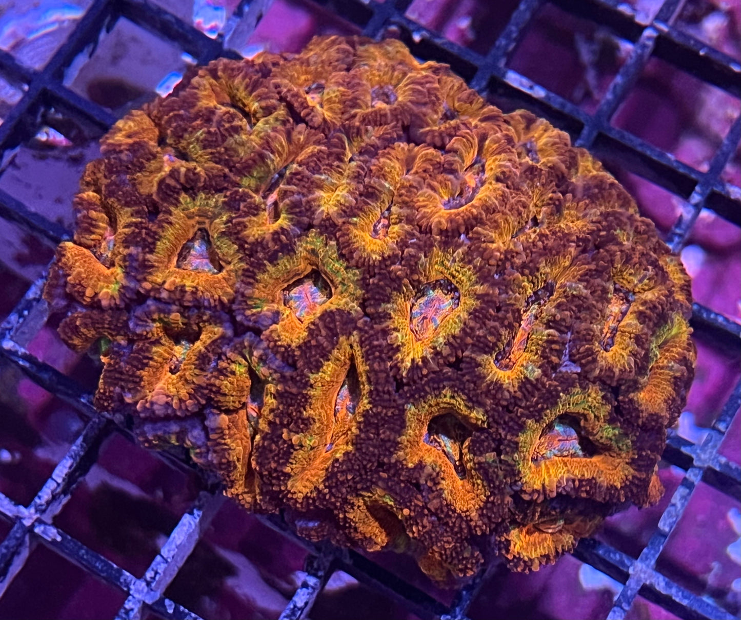 Aussie Rainbow Acan Lord Colony