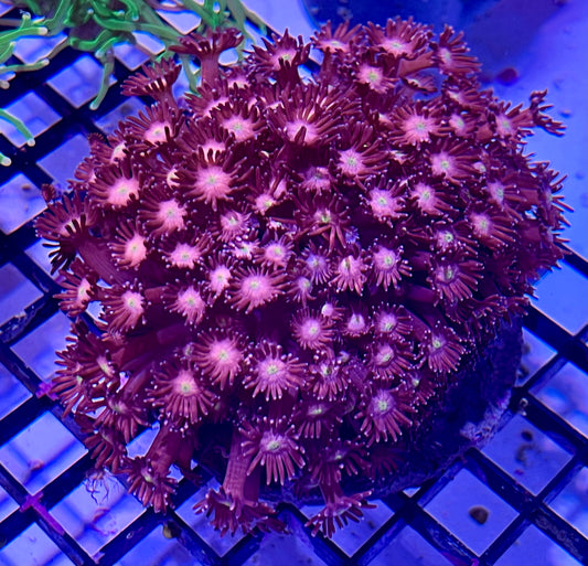 Dark Purple Flowerpot Goniopora