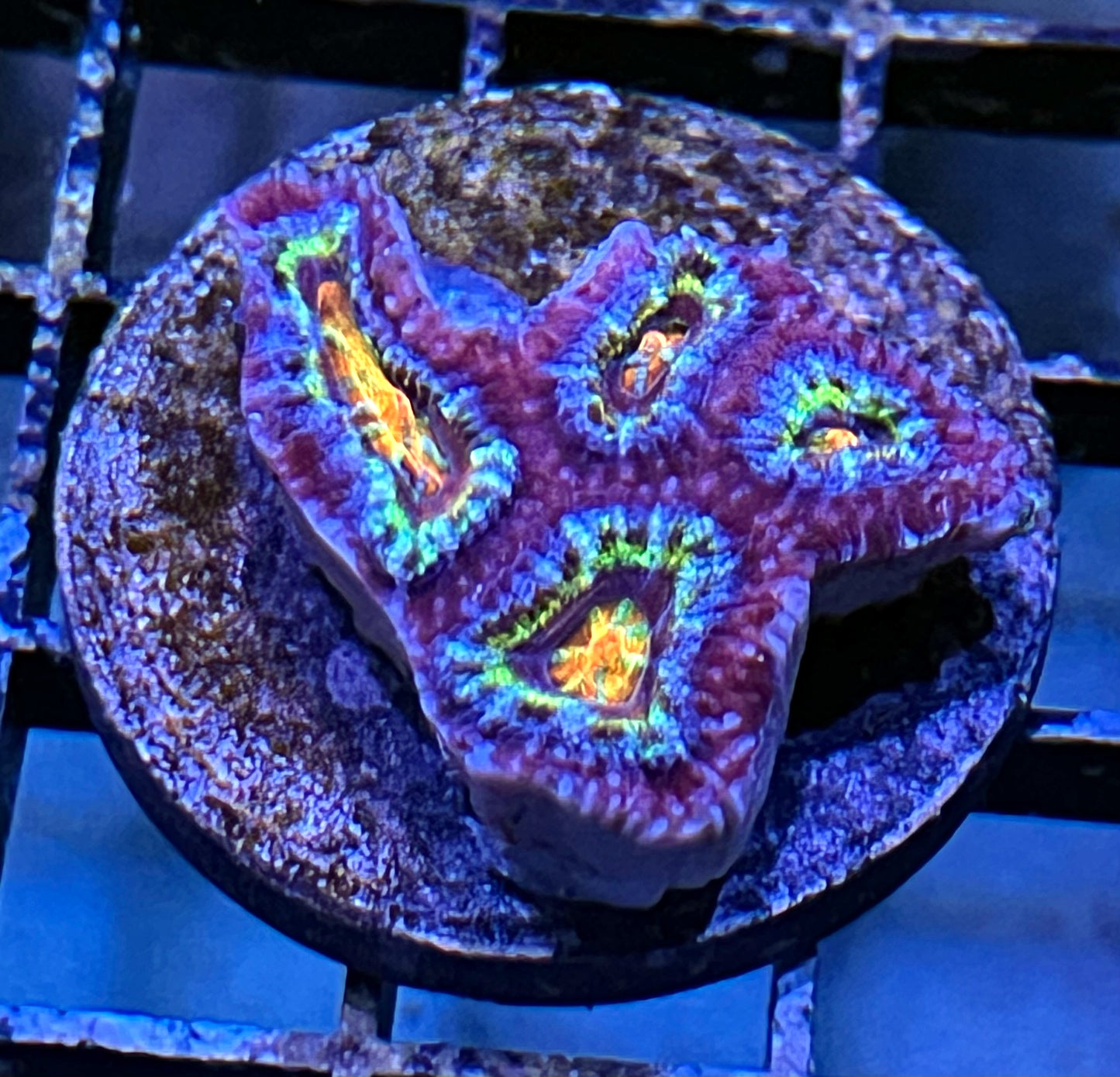 Aussie Rainbow Acan Lord