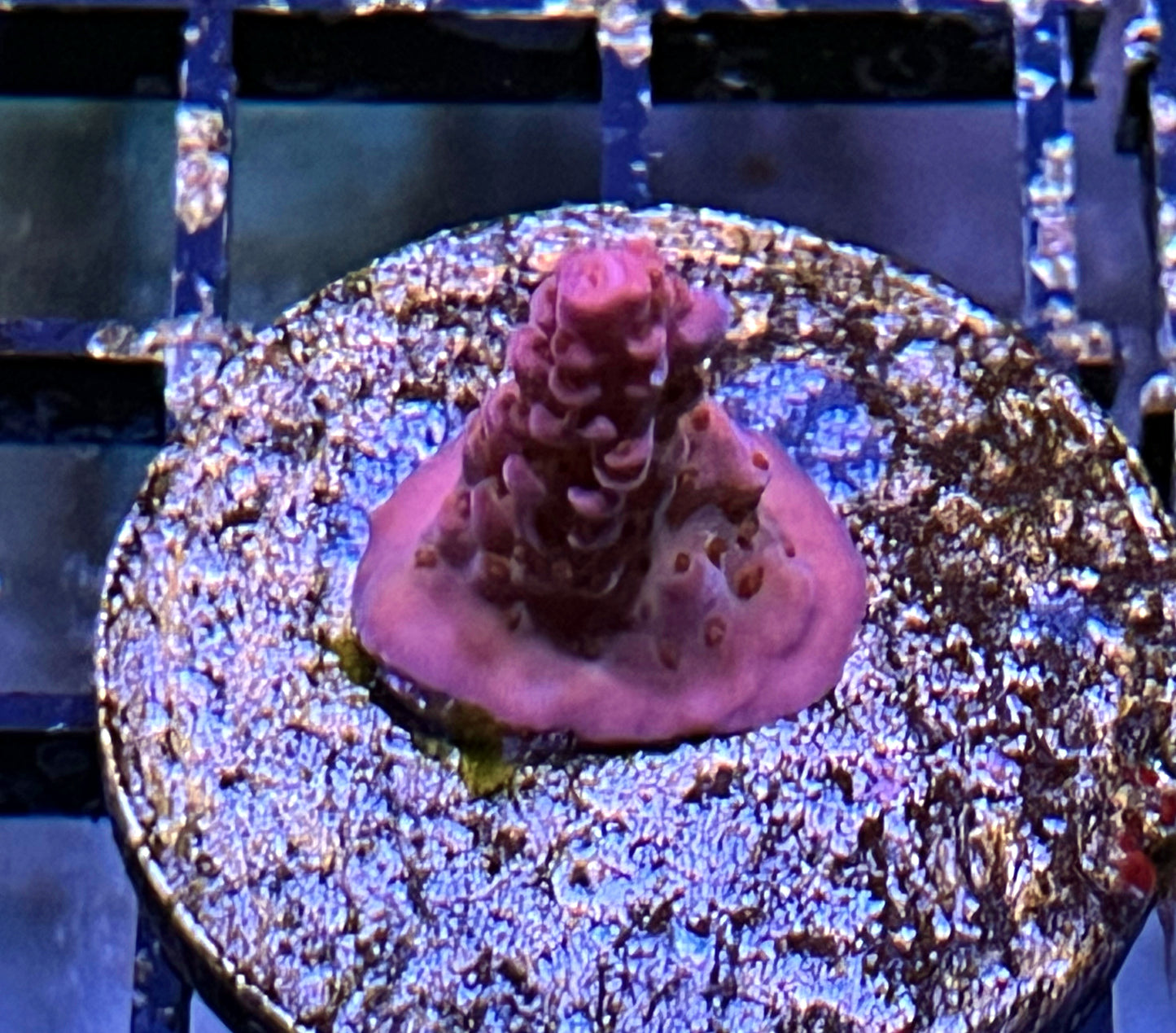 Acropora Frag