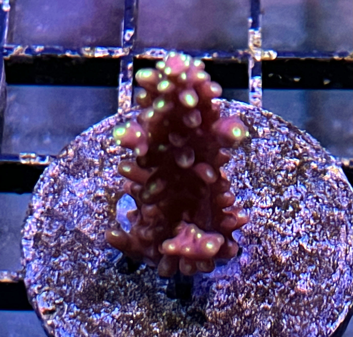 Acropora Frag