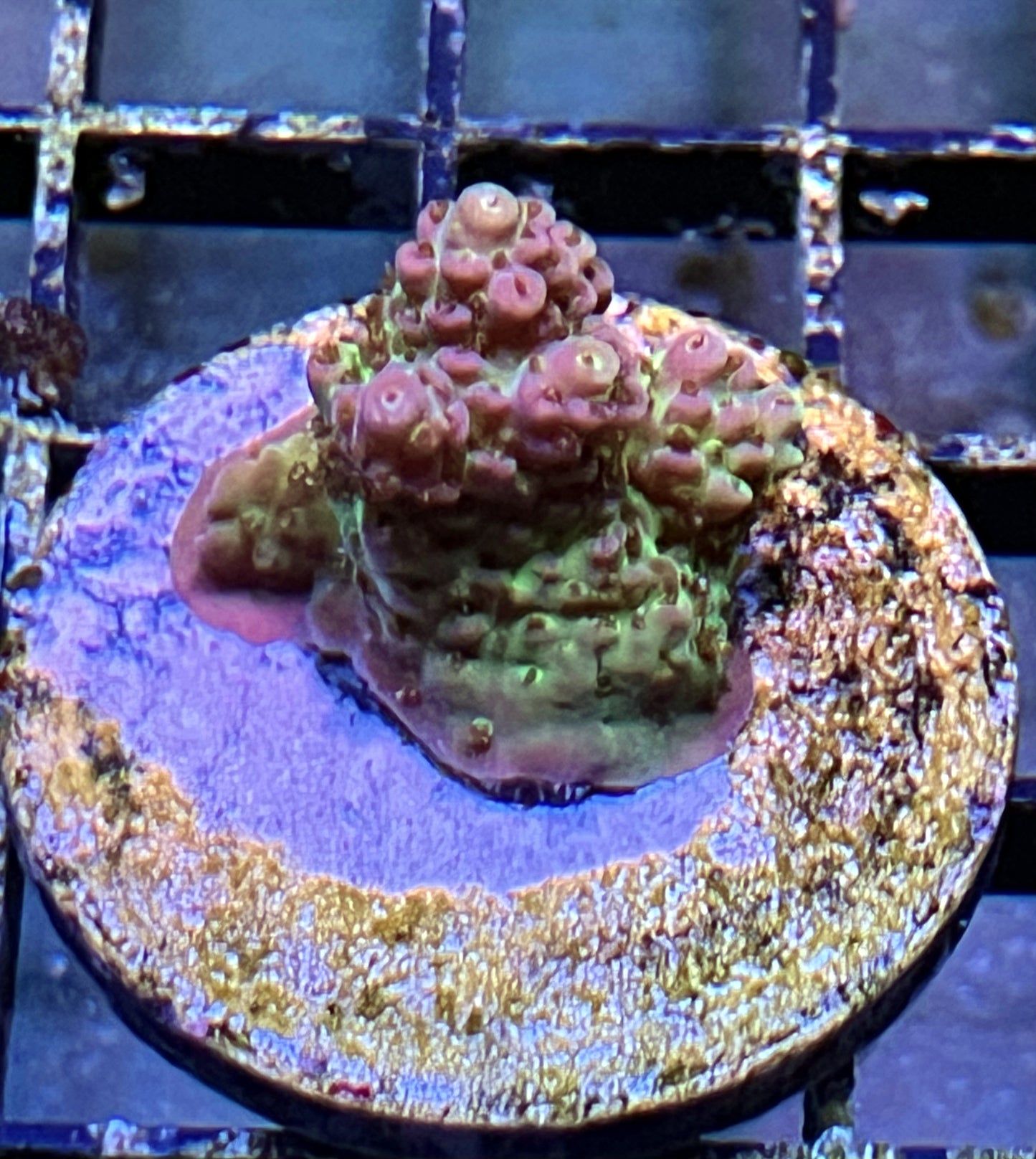 Acropora Frag