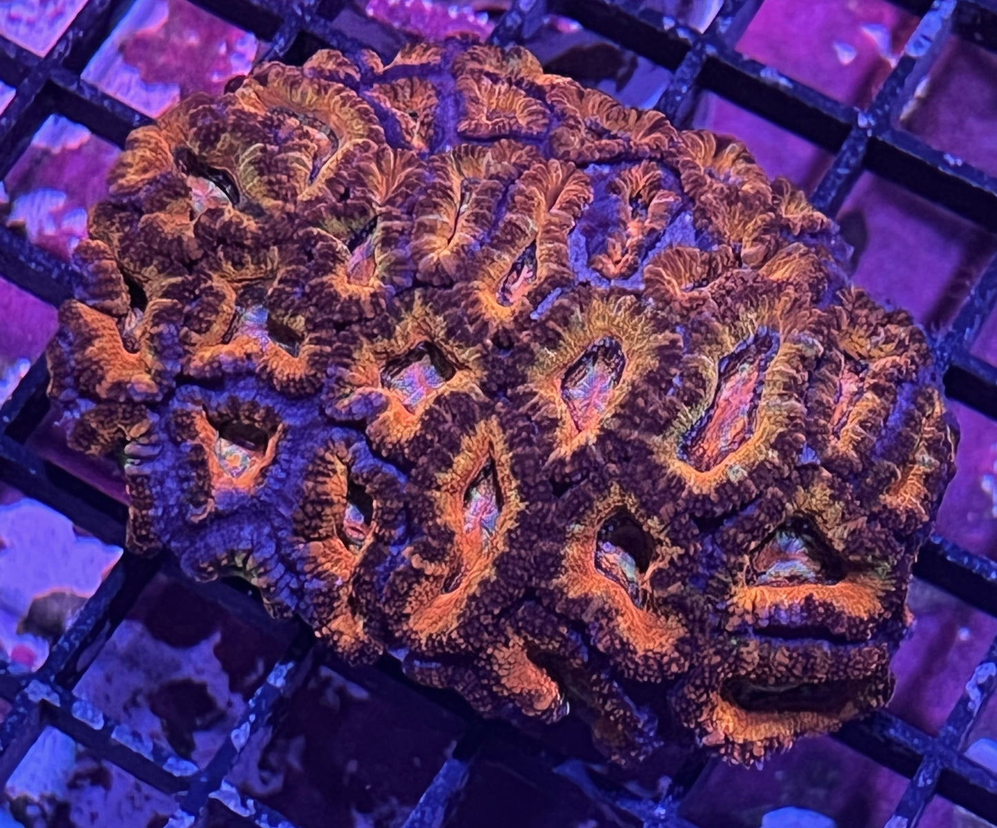 Aussie Rainbow Acan Lord Colony