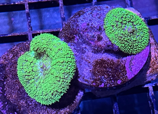 Neon Lights Mushrooms - 2 polyps