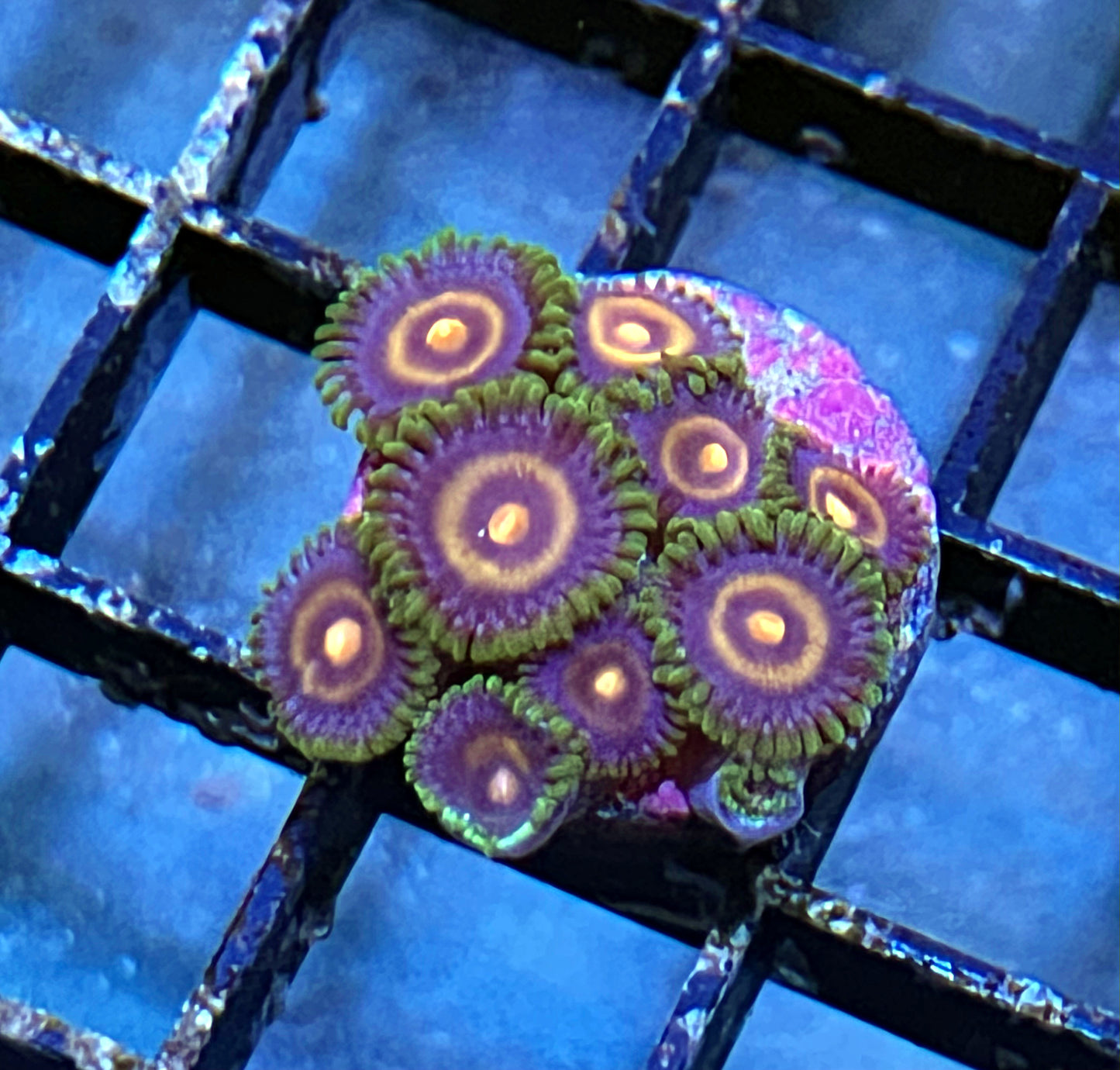 Plasma Cutter Zoas