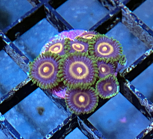 Plasma Cutter Zoas