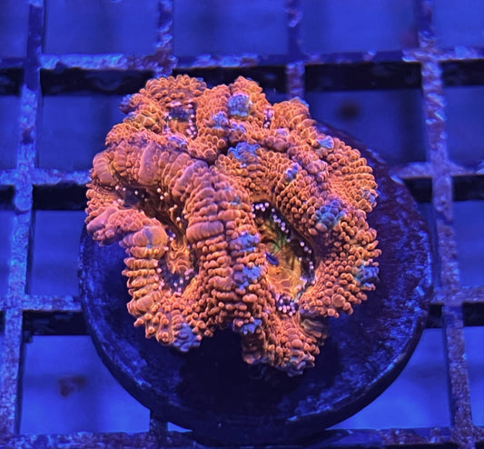 Aussie Rainbow Acan Lord