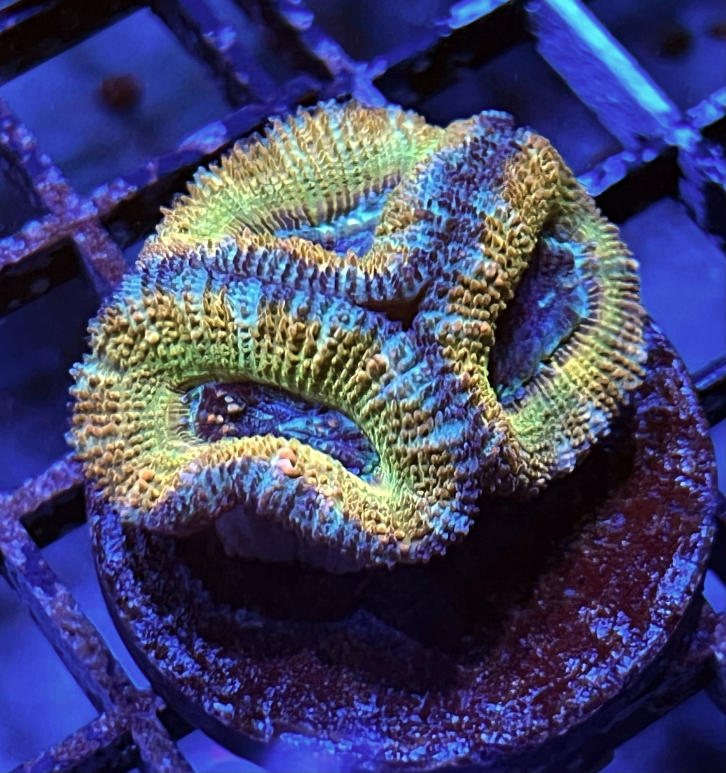 Aussie Rainbow Acan Lord