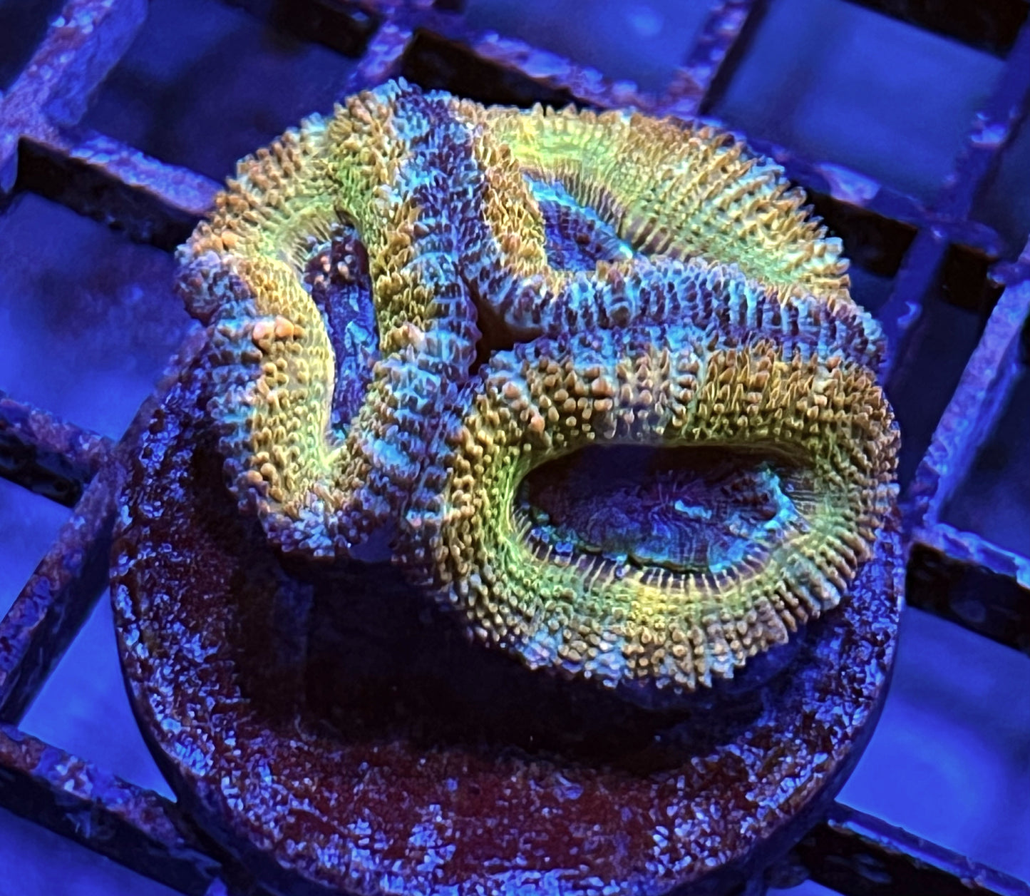 Aussie Rainbow Acan Lord