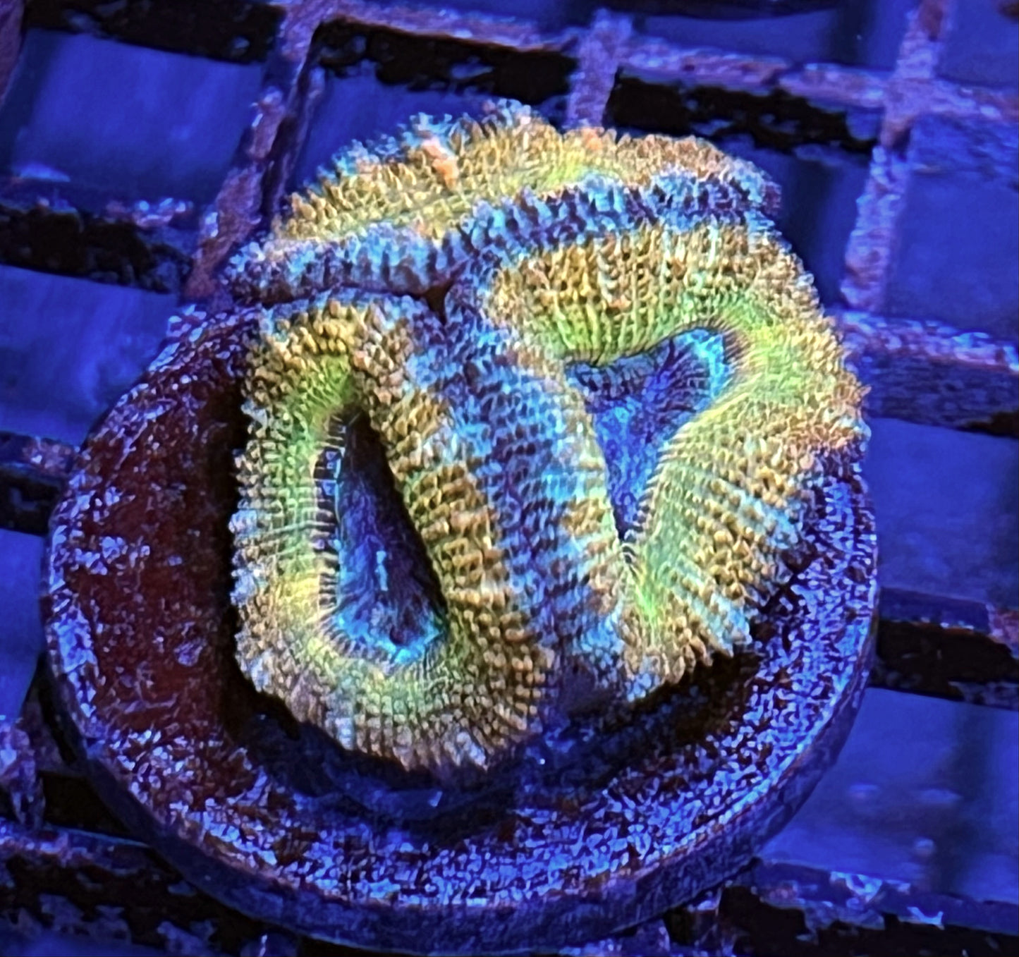 Aussie Rainbow Acan Lord