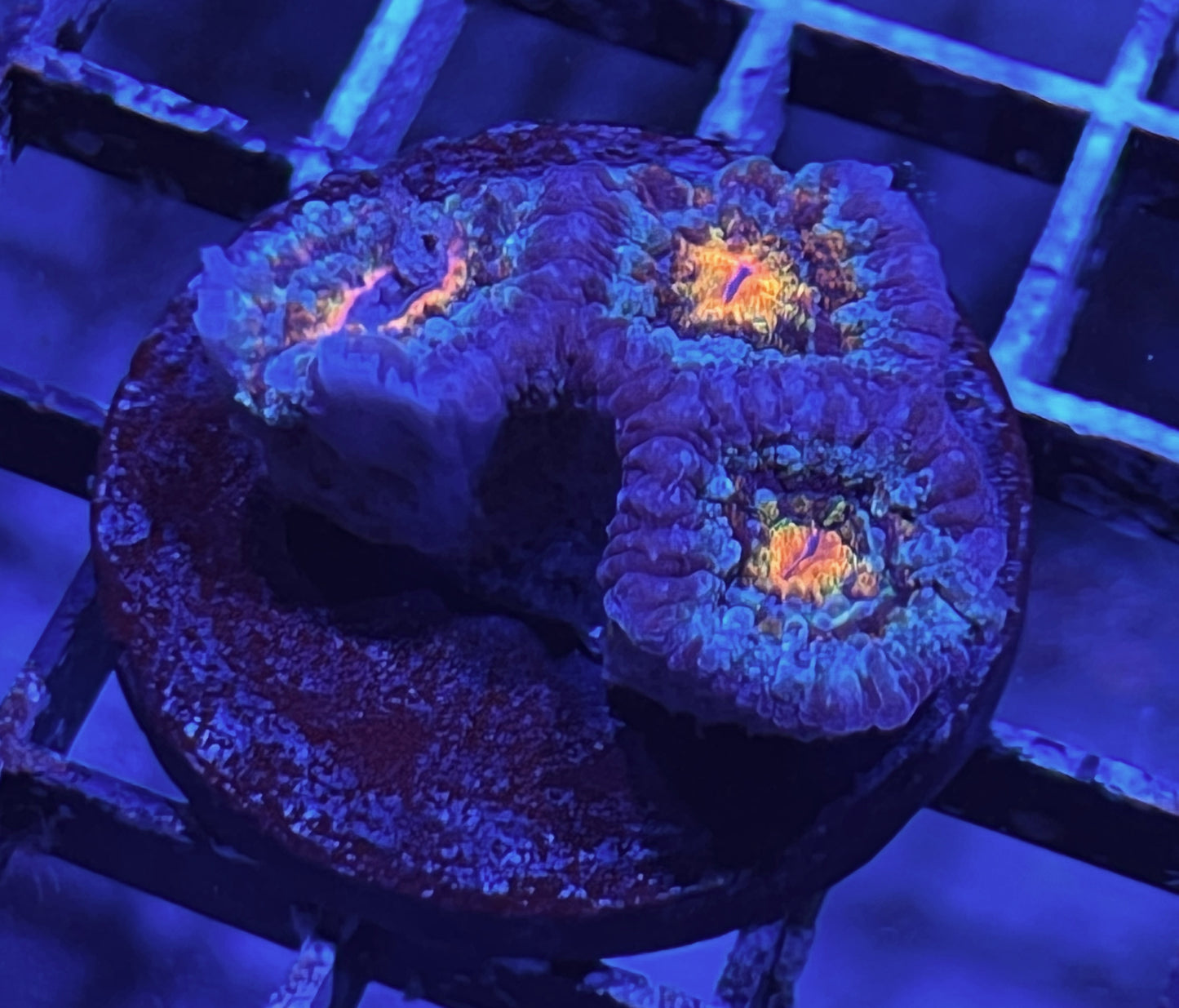 Aussie Rainbow Acan Lord