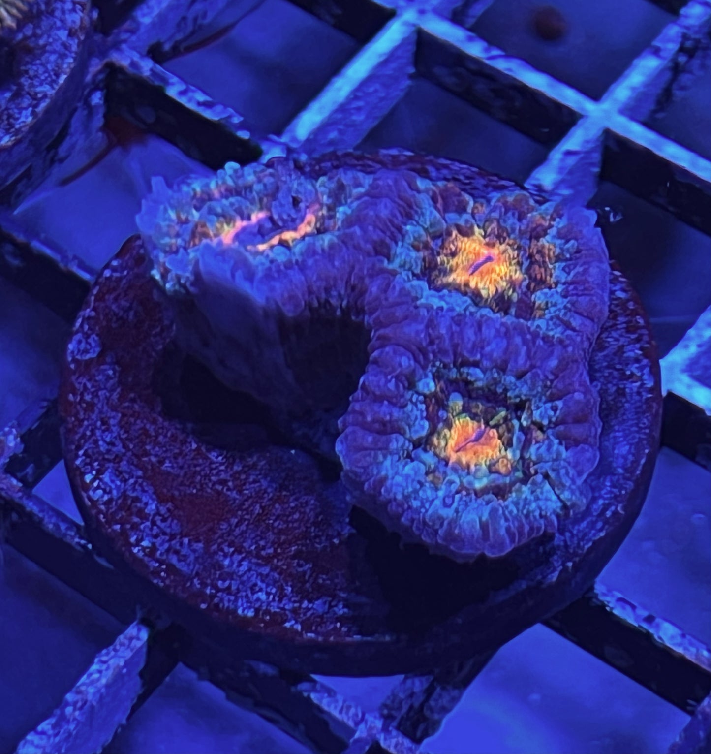 Aussie Rainbow Acan Lord