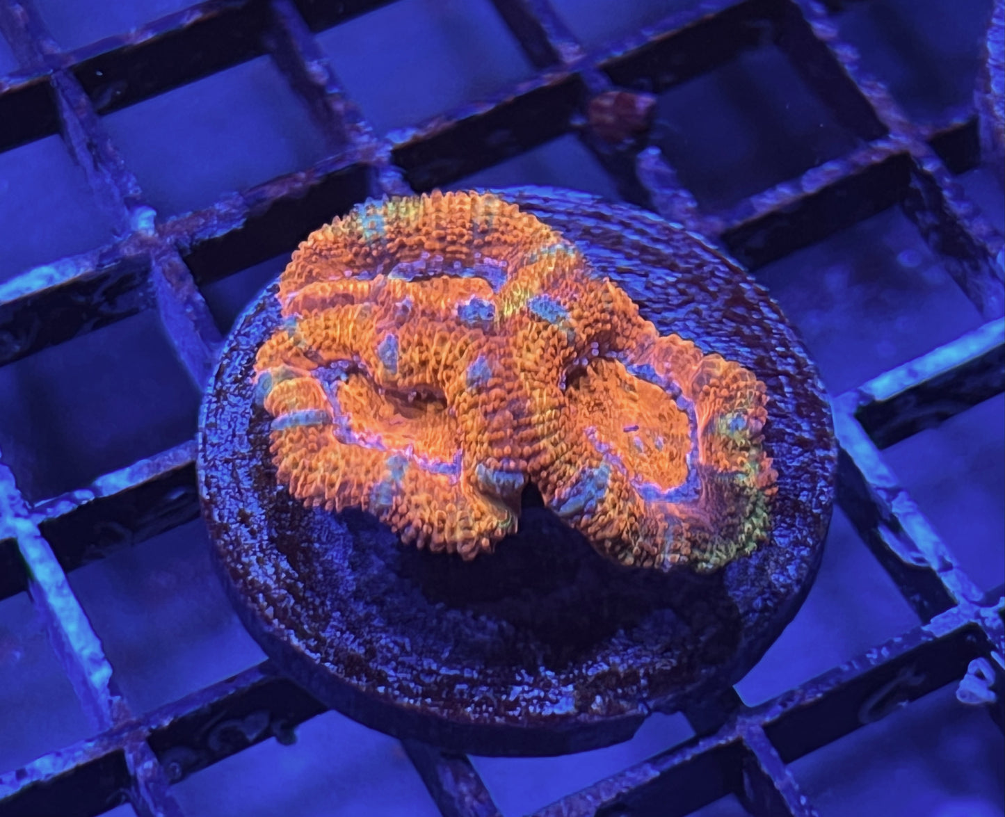 Aussie Rainbow Acan Lord