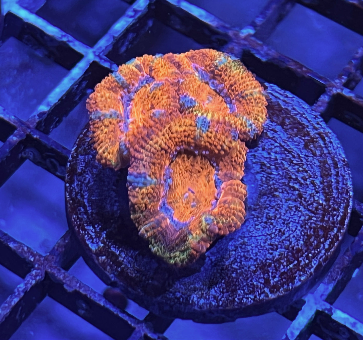 Aussie Rainbow Acan Lord