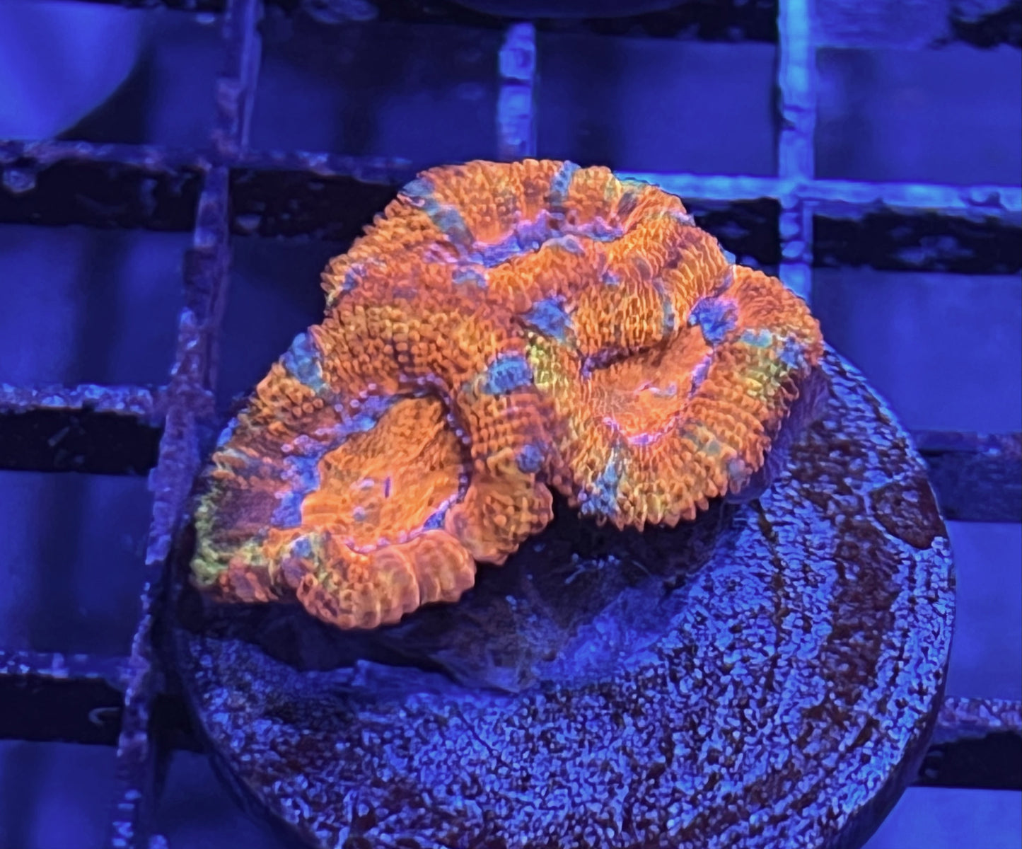 Aussie Rainbow Acan Lord