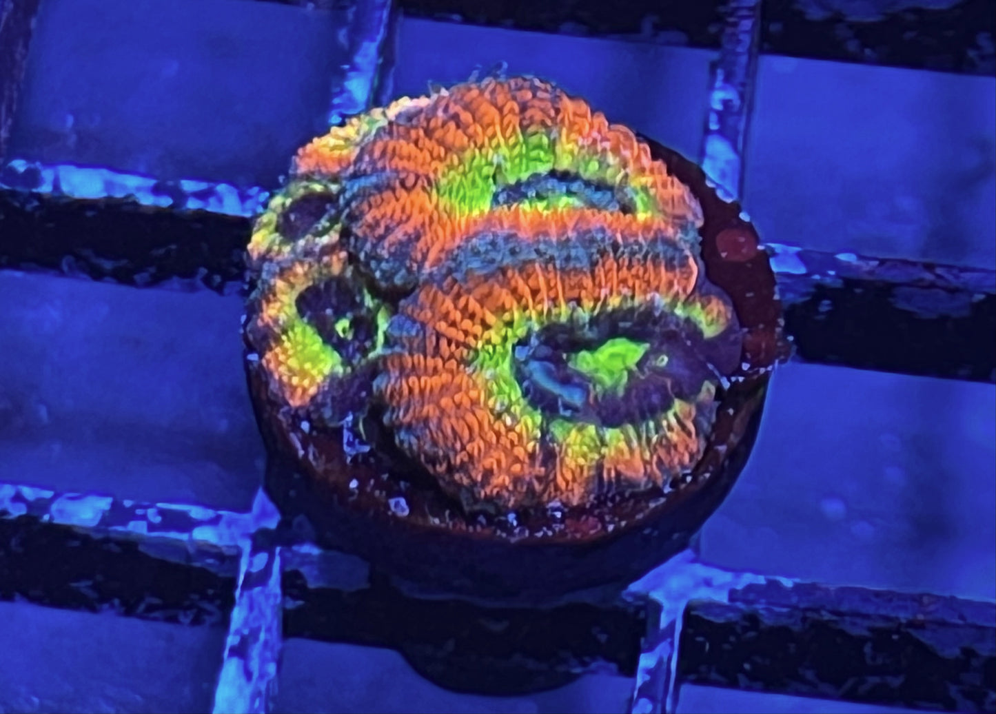 Holy Grail Micromussa Frag