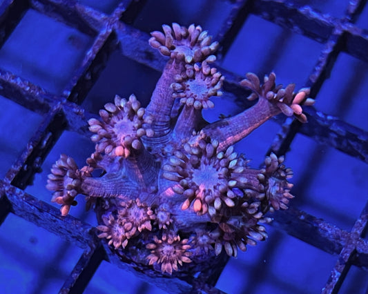 Confetti Goniopora Frag