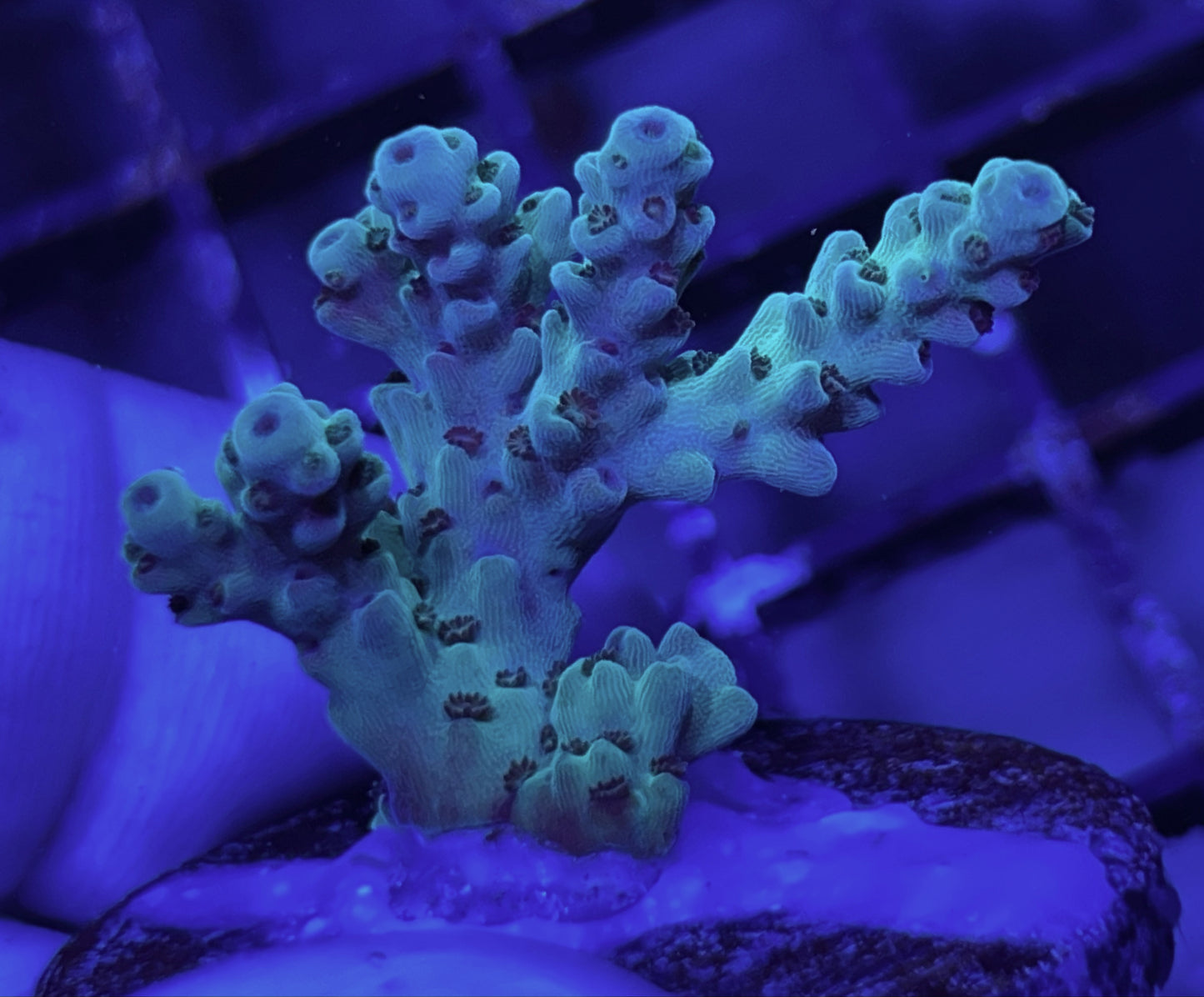 Green Star Acropora Frag