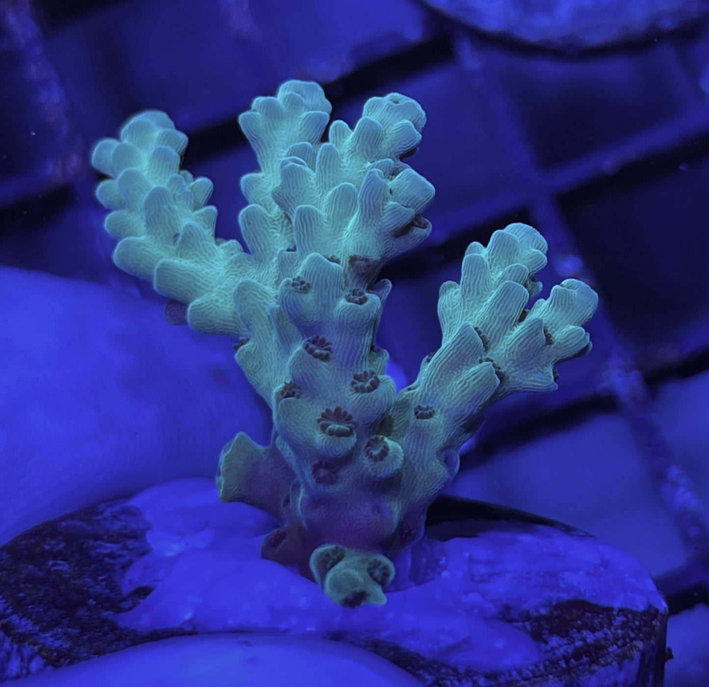 Green Star Acropora Frag