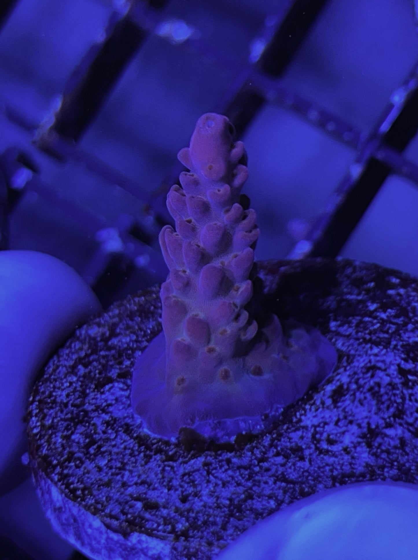 Acropora Frag