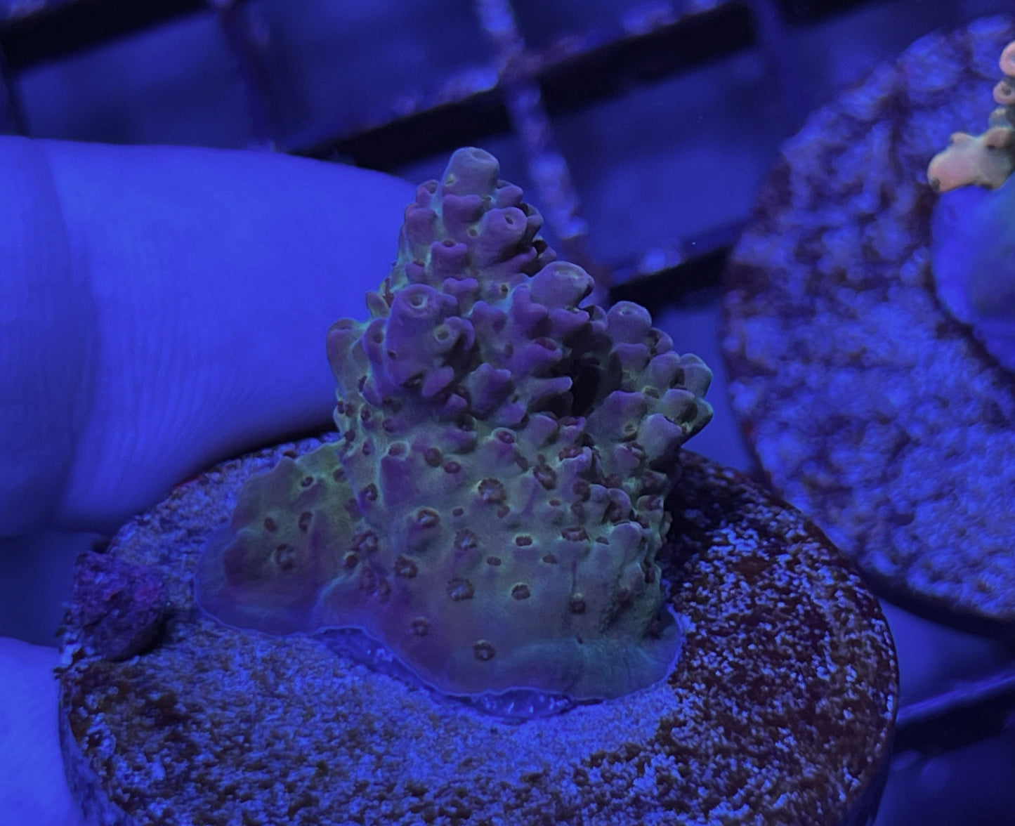 Acropora Frag