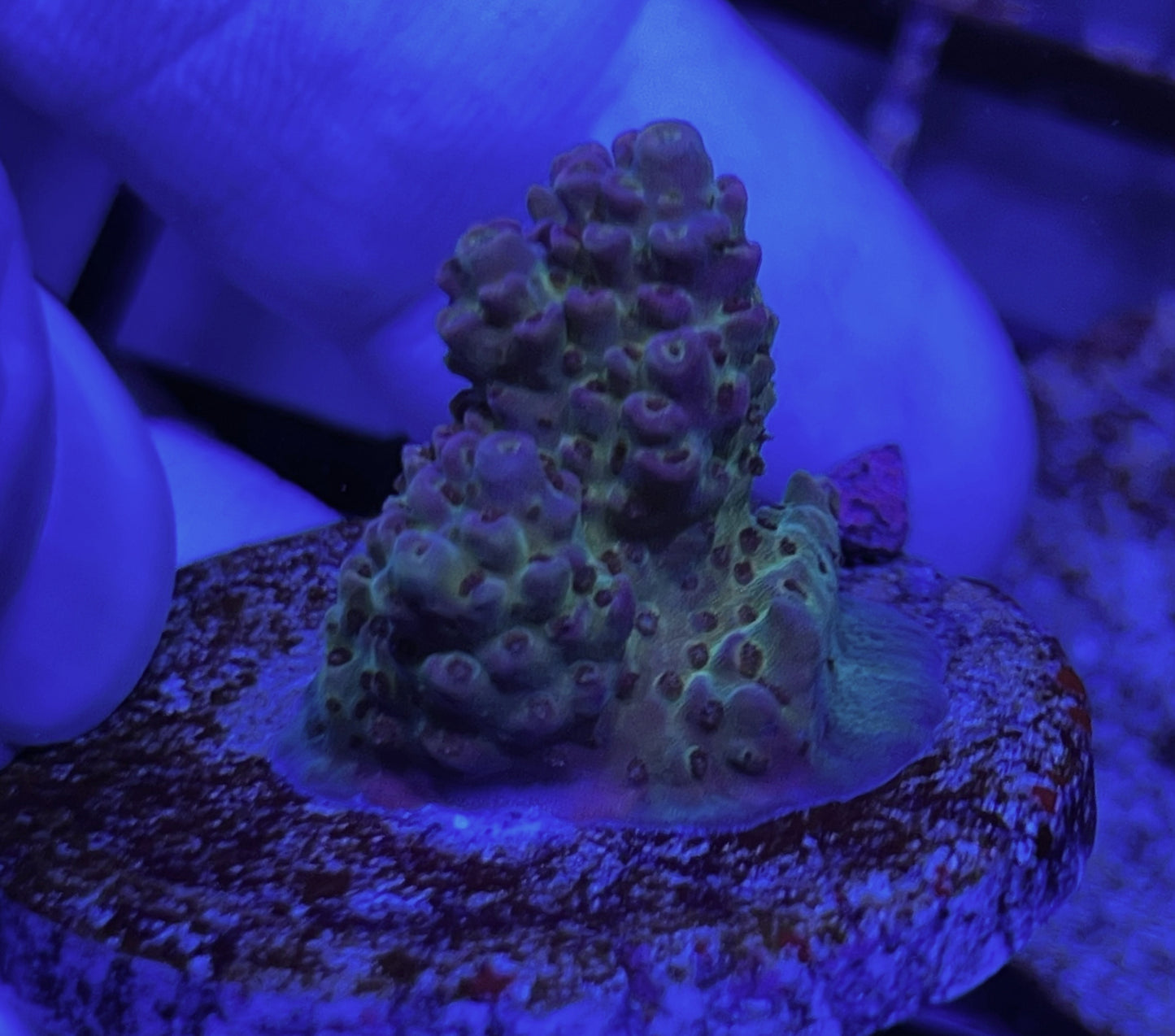 Acropora Frag