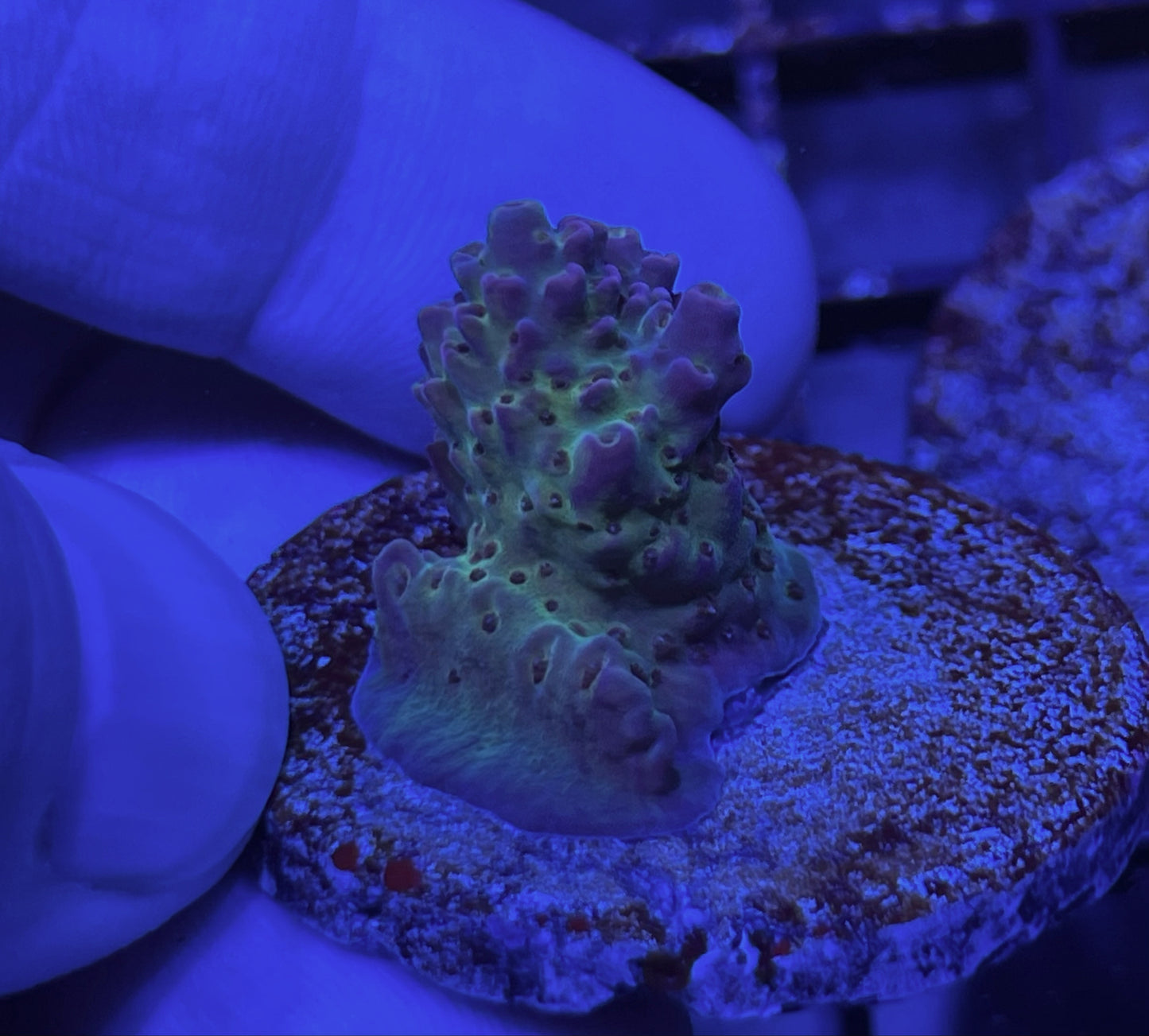 Acropora Frag