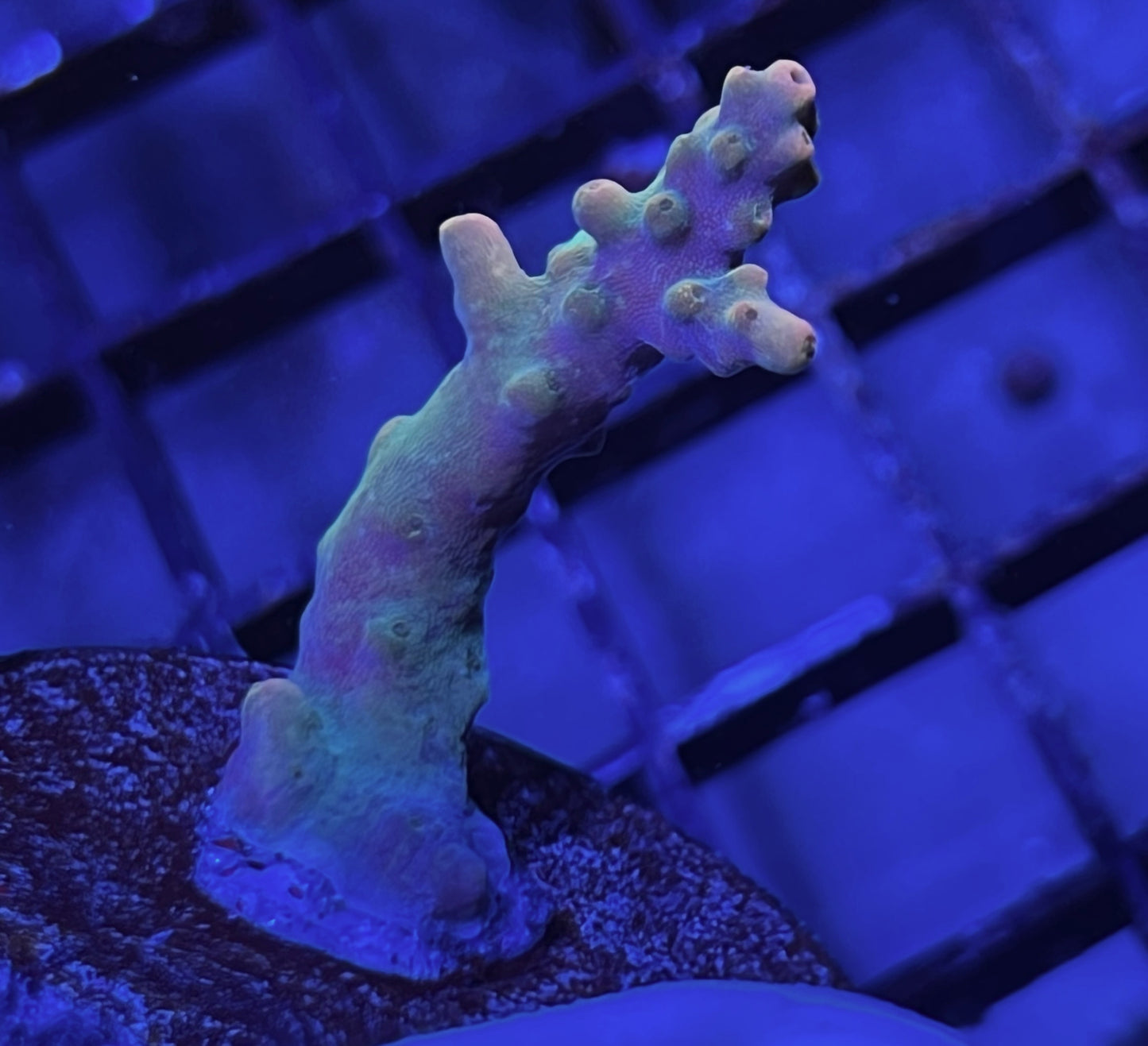 Acropora Frag