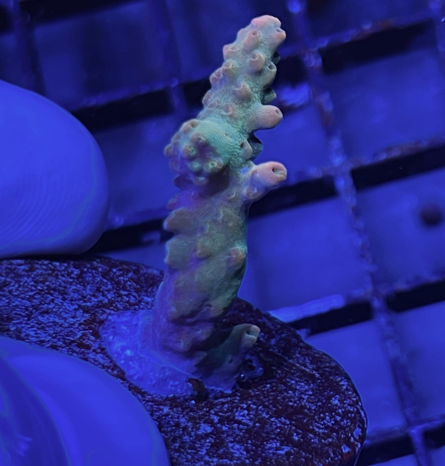 Acropora Frag