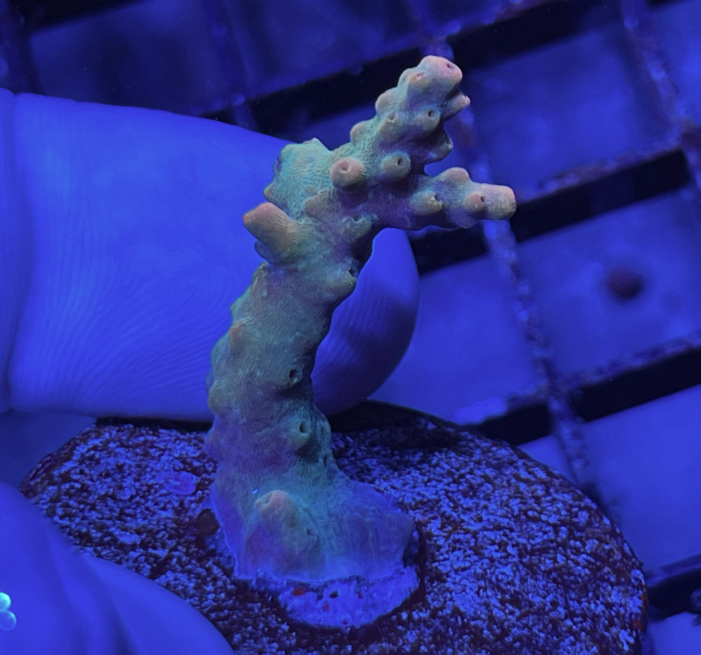 Acropora Frag