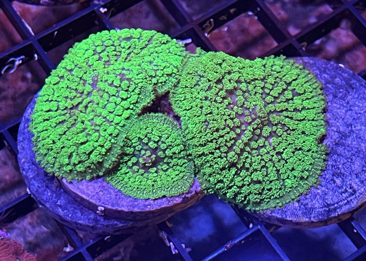 Neon Lights Mushrooms - 3 polyps