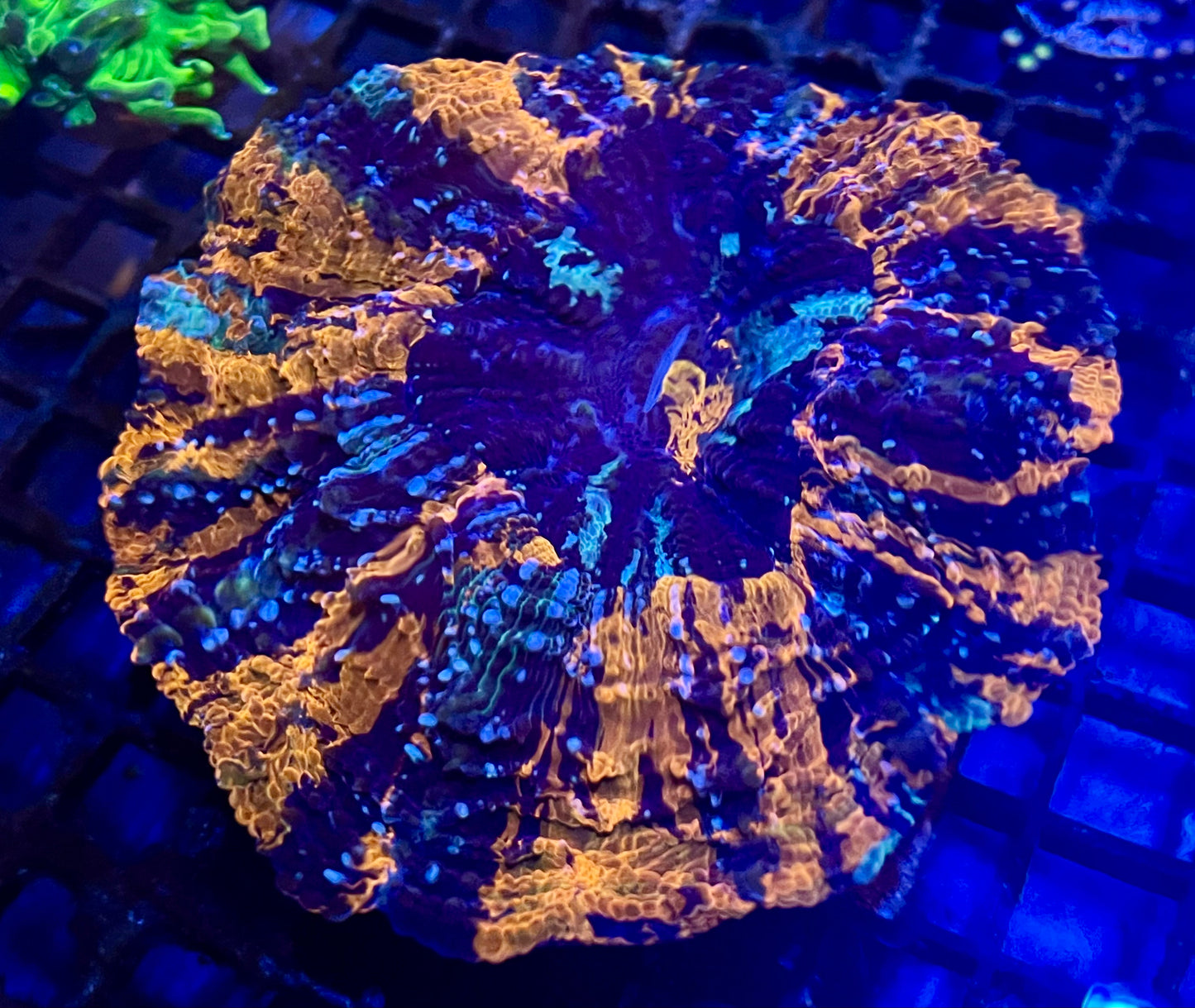 Florida Gator Indonesian Acanthophyllia