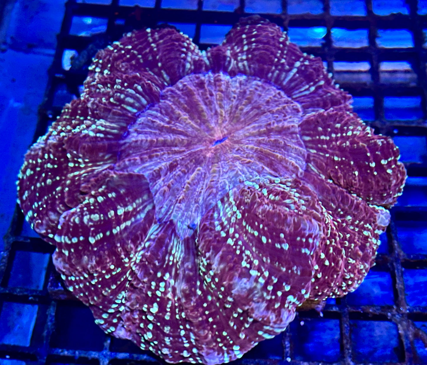 Ultra Rare Color Aussie Acanthophyllia
