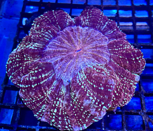Ultra Rare Color Aussie Acanthophyllia