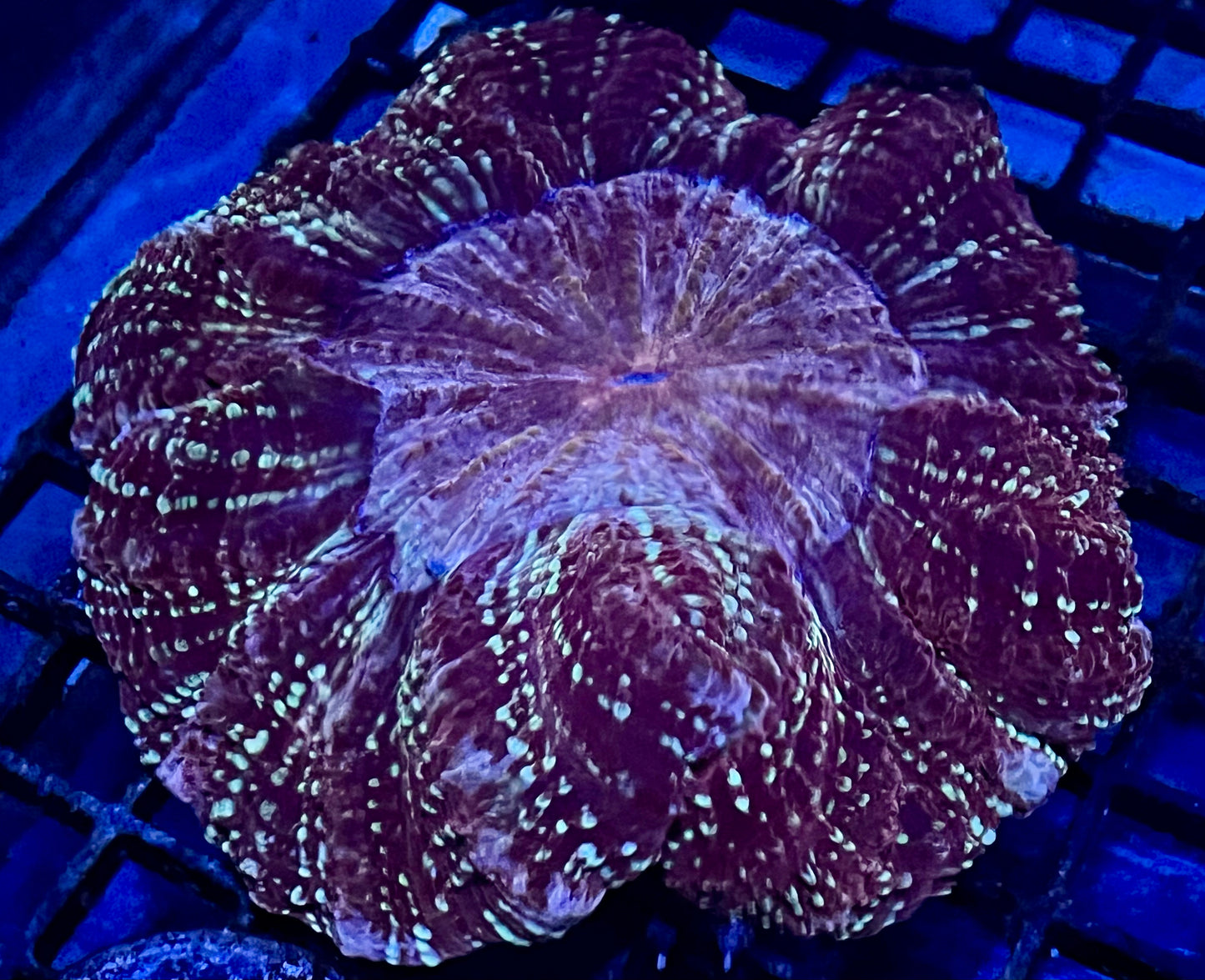 Ultra Rare Color Aussie Acanthophyllia