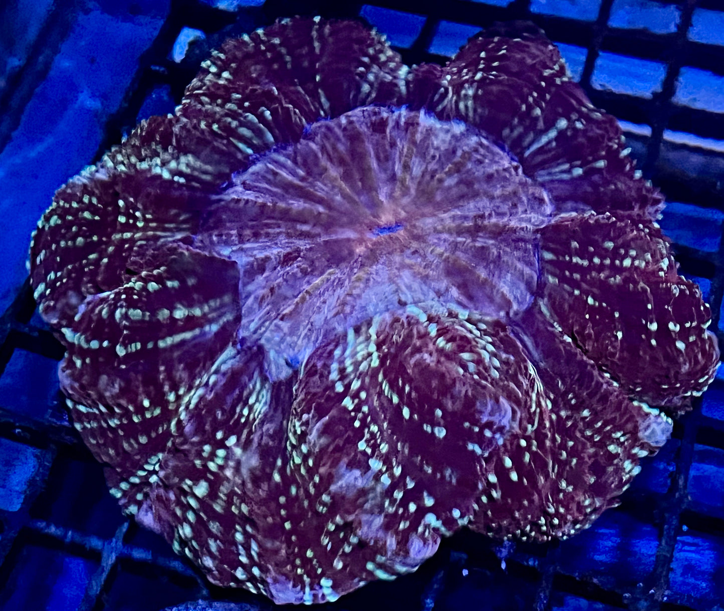 Ultra Rare Color Aussie Acanthophyllia