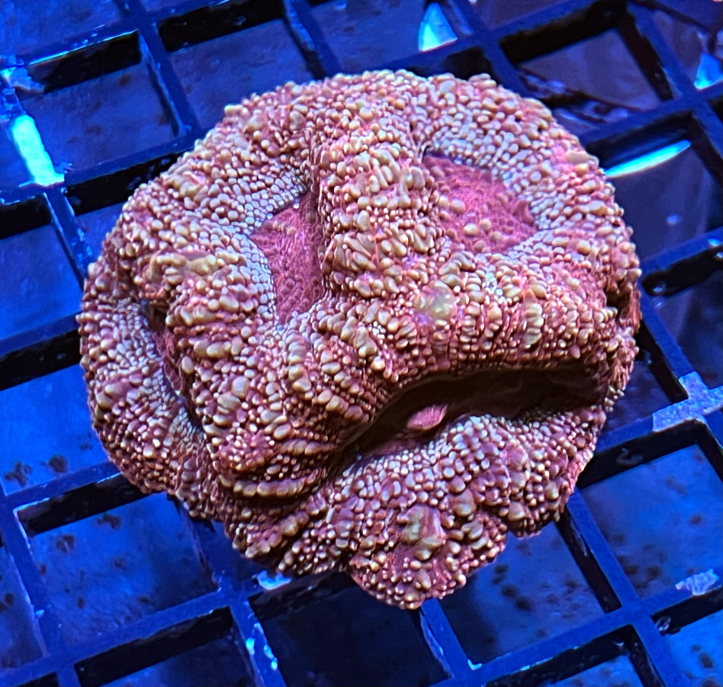 Orion's Belt Acan Bowerbanki