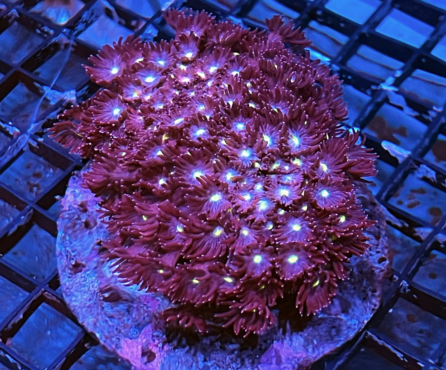 Maroon Goniopora