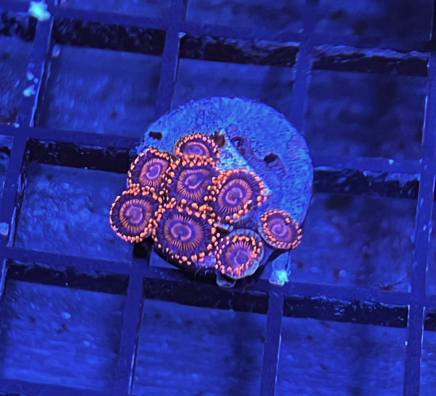 Twizzler Zoas