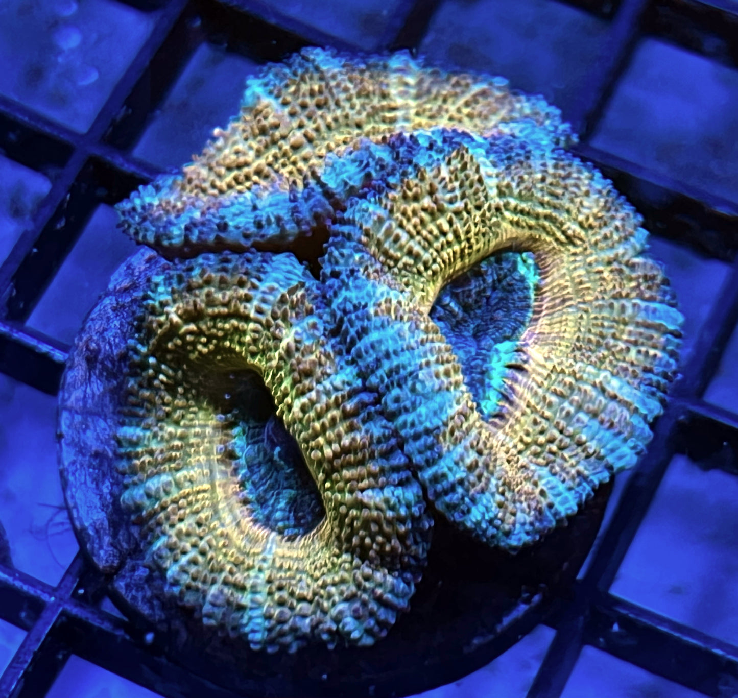 Aussie Rainbow Acan Lord