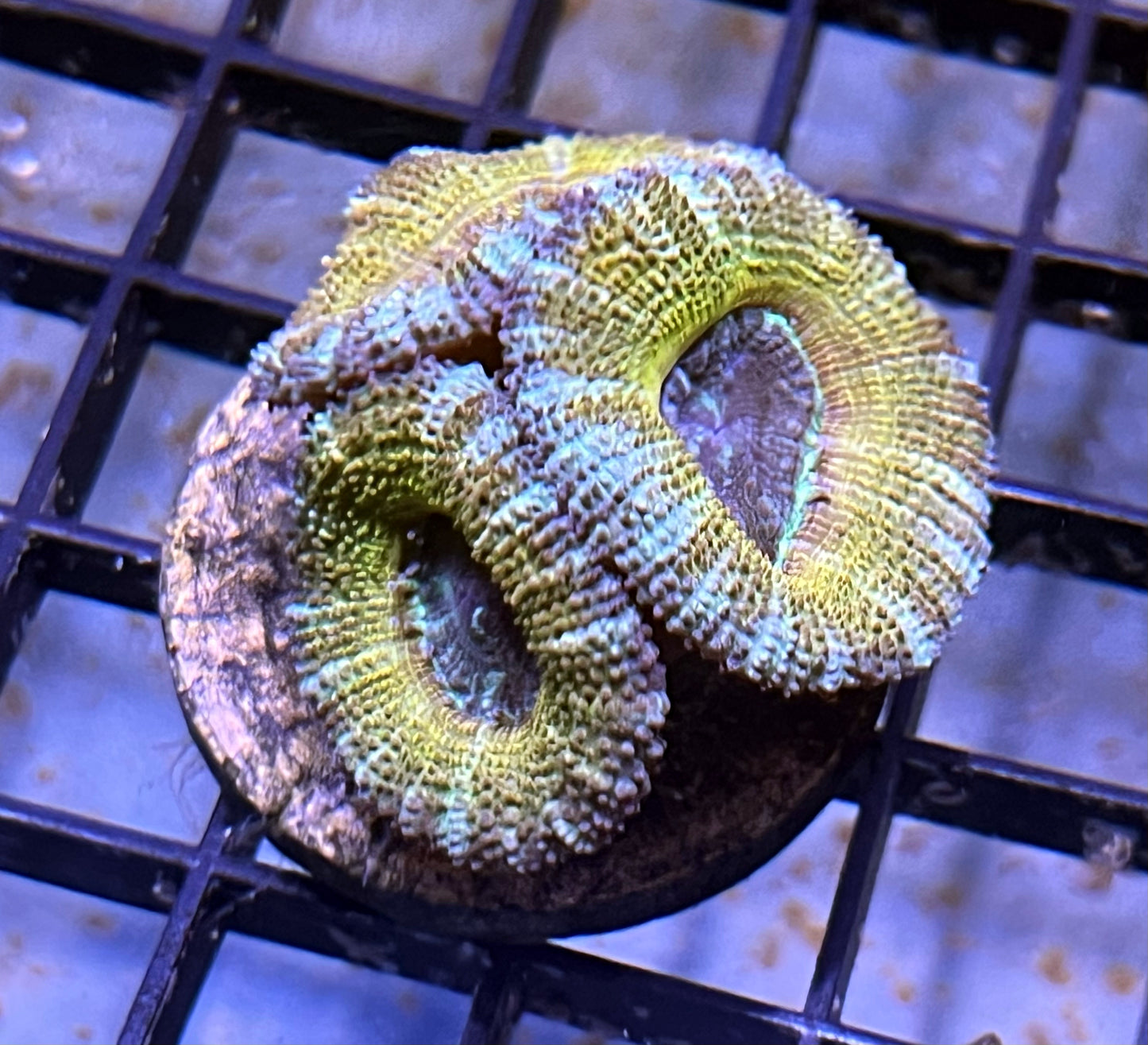 Aussie Rainbow Acan Lord