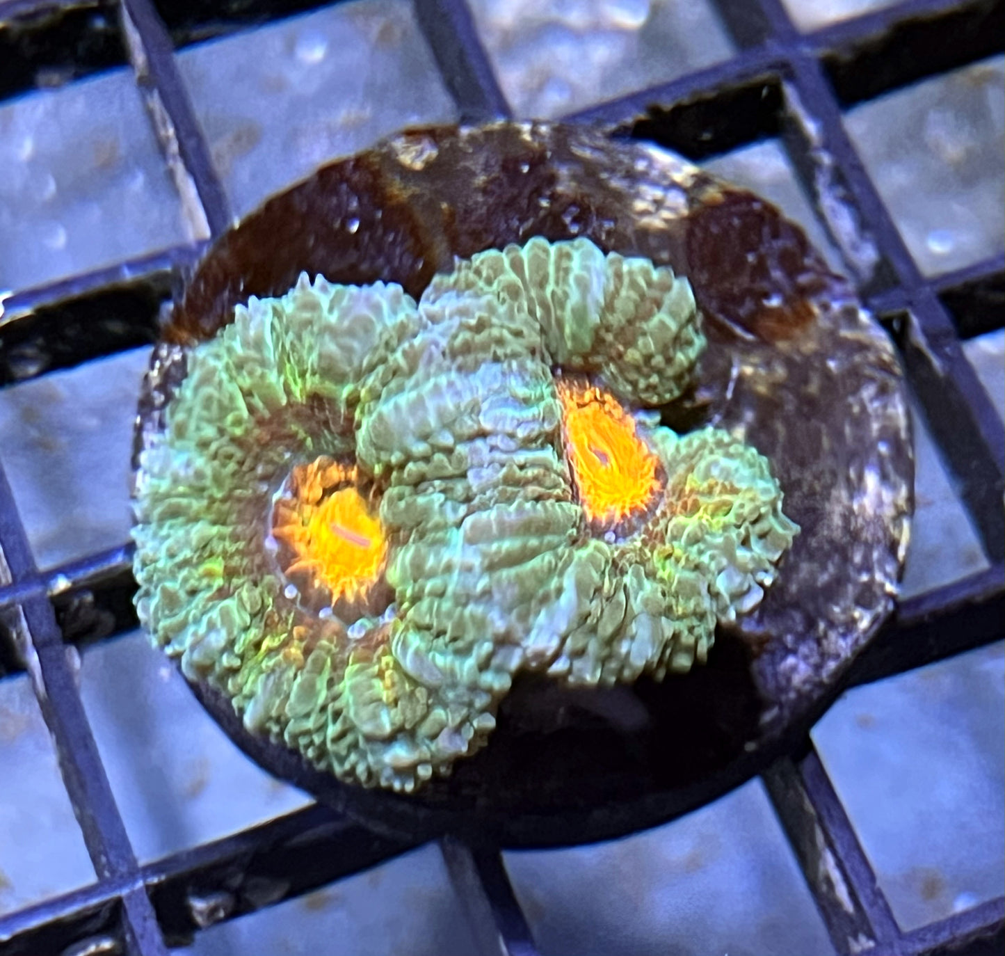 Aussie Rainbow Acan Lord