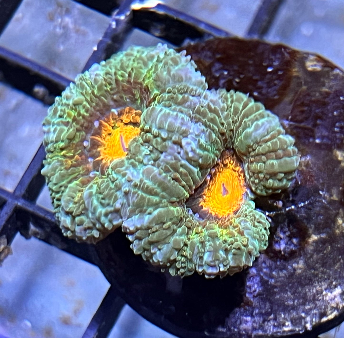 Aussie Rainbow Acan Lord