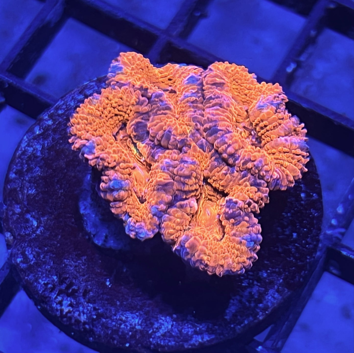 Aussie Rainbow Acan Lord